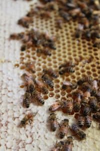 Sagadahoc County Beekeepers Offer Training, Meetups, and Bee School