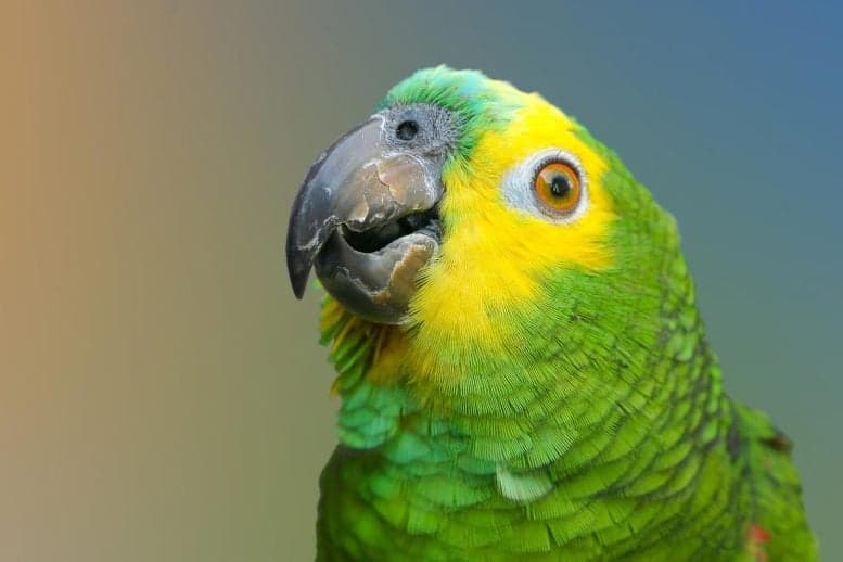 Study finds parrots may use names for specific people and animals