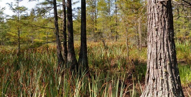 Cathedral Bay preserve showcases Bamberg County's Carolina Bay wetlands