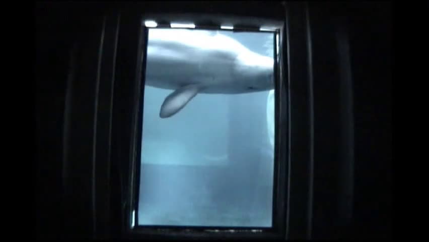 Beluga whales pass mirror test in first evidence of self-recognition
