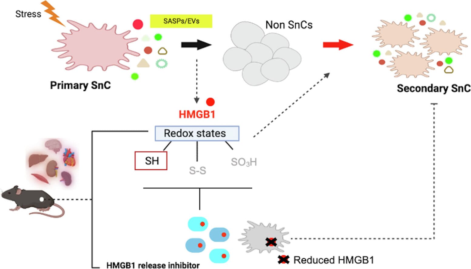HMGB1 protein spreads aging through blood, blocking it reverses tissue decline