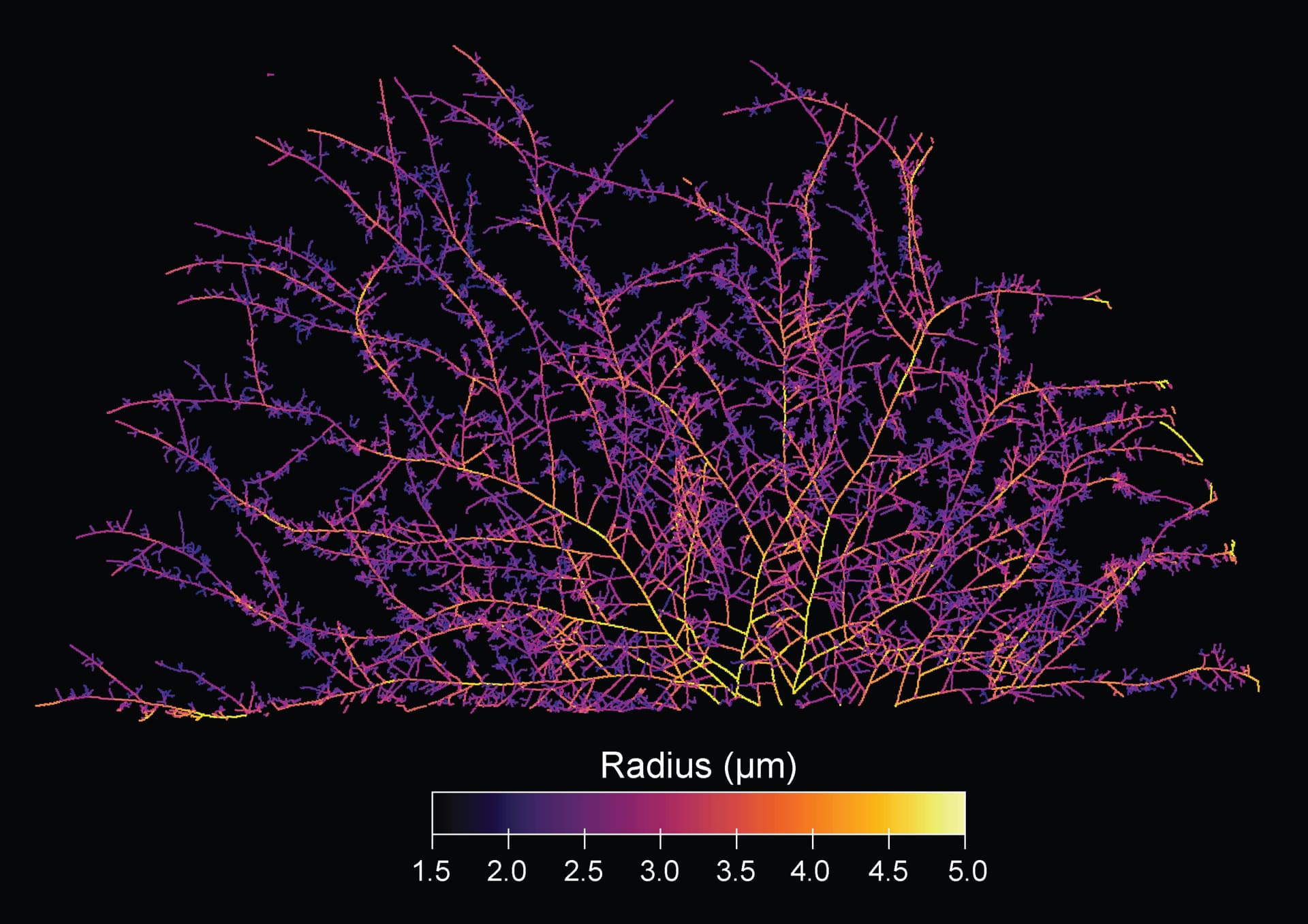 Scientists map Earth’s vast fungal networks, revealing 110 quadrillion kilometers of hyphae