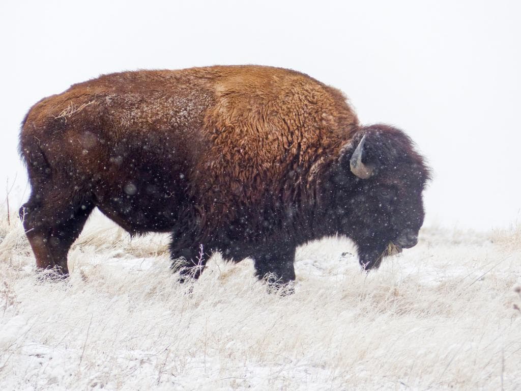 Colorado Classifies Bison as Livestock and Wildlife, Protections Begin