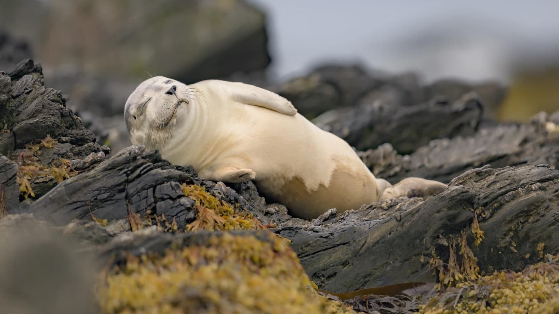 Maine’s seals rebound, drawing attention to Acadia-area shoreline habitats
