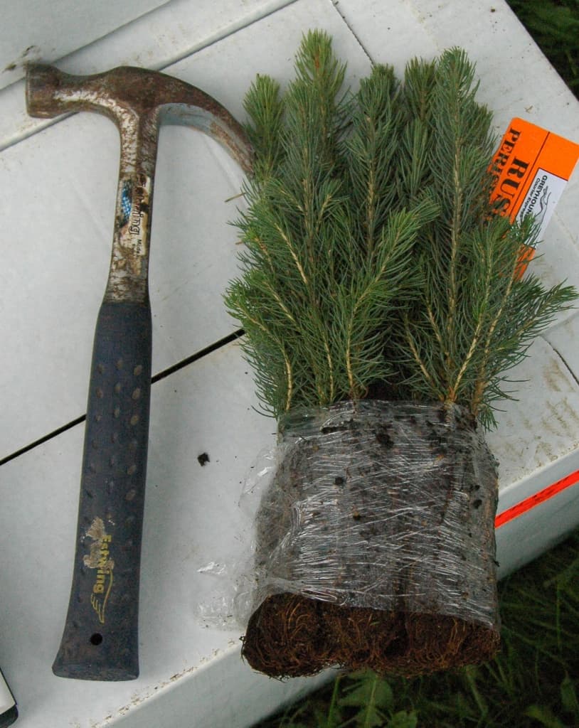 Union County Conservation District Takes Orders for $15 Tree Seedling Bundles