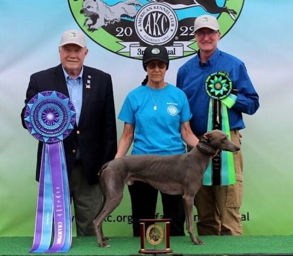 Dog Sports America Posts AKC-Licensed Fast CAT Events Across U.S. Spring Calendar
