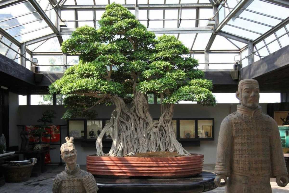 Ten oldest bonsai trees show why patience and care endure
