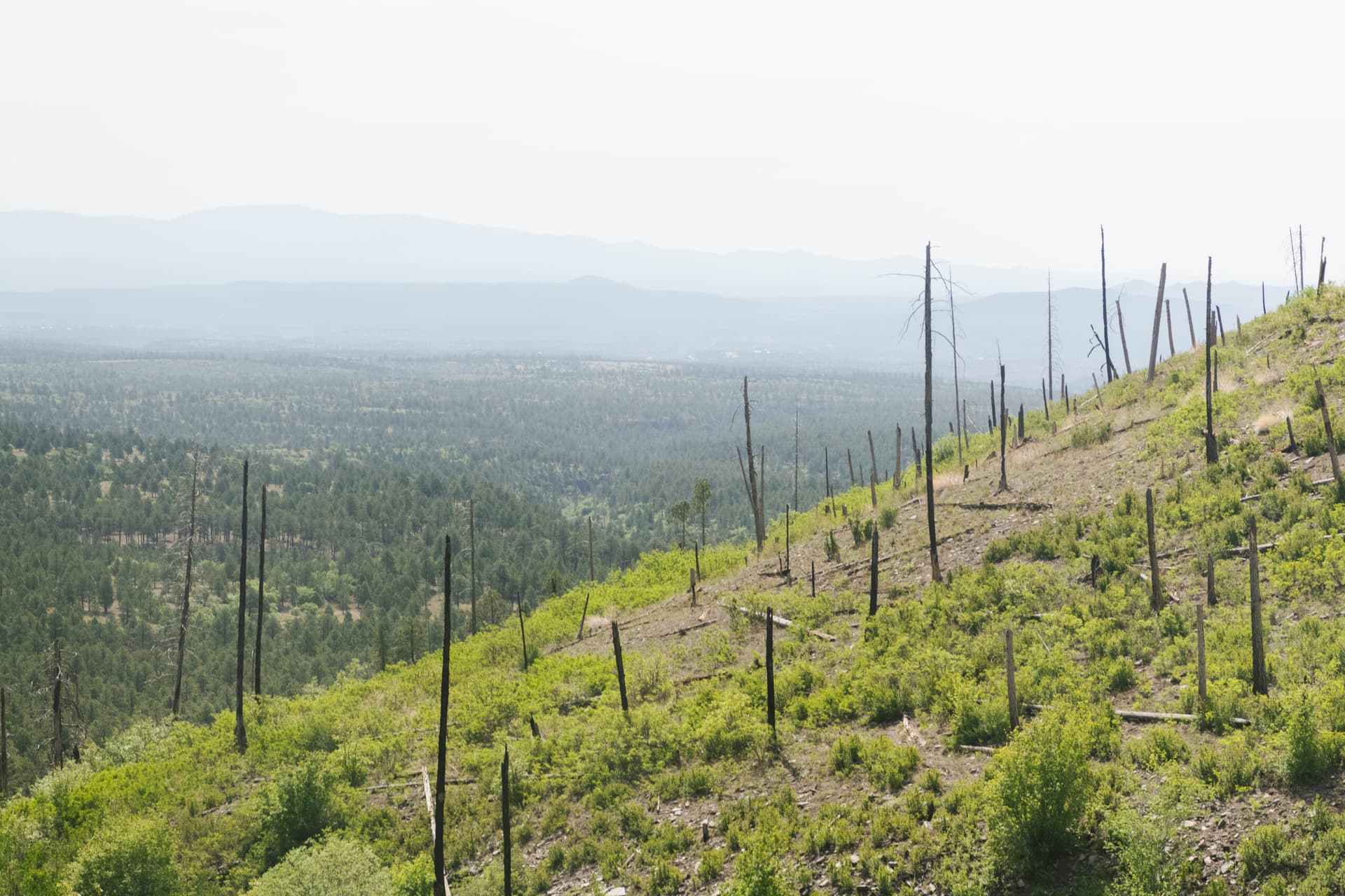 State drought and fire declaration raises urgency in Los Alamos County