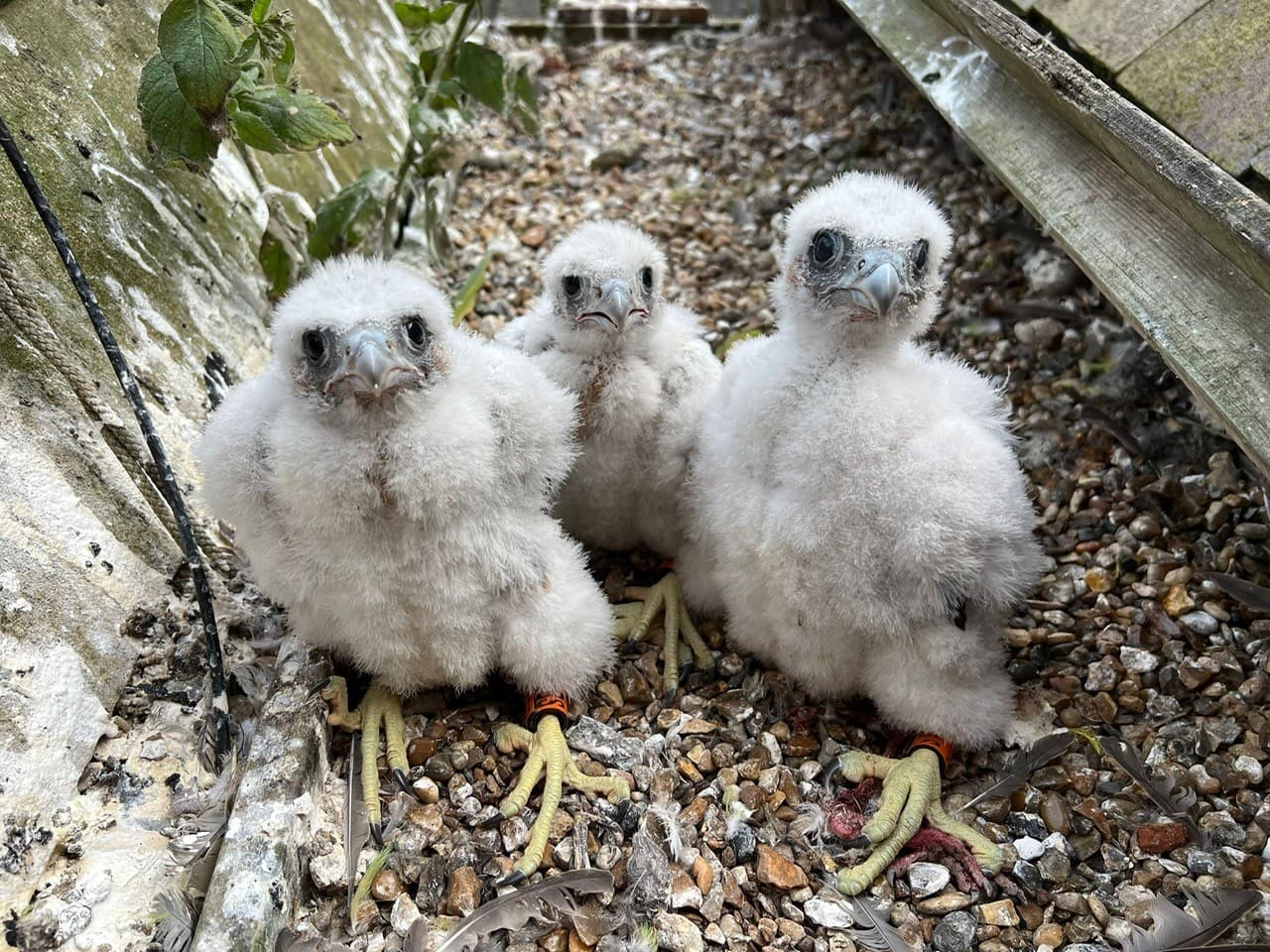 Three peregrine chicks fledge from St Albans Cathedral nest