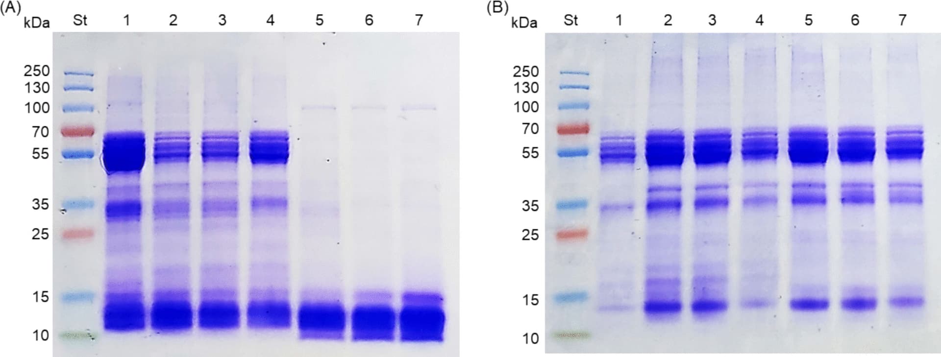 Sourdough Fermentation with Amaranth Protein and Sucrose Alters Gluten-Free Proteolysis and Quality