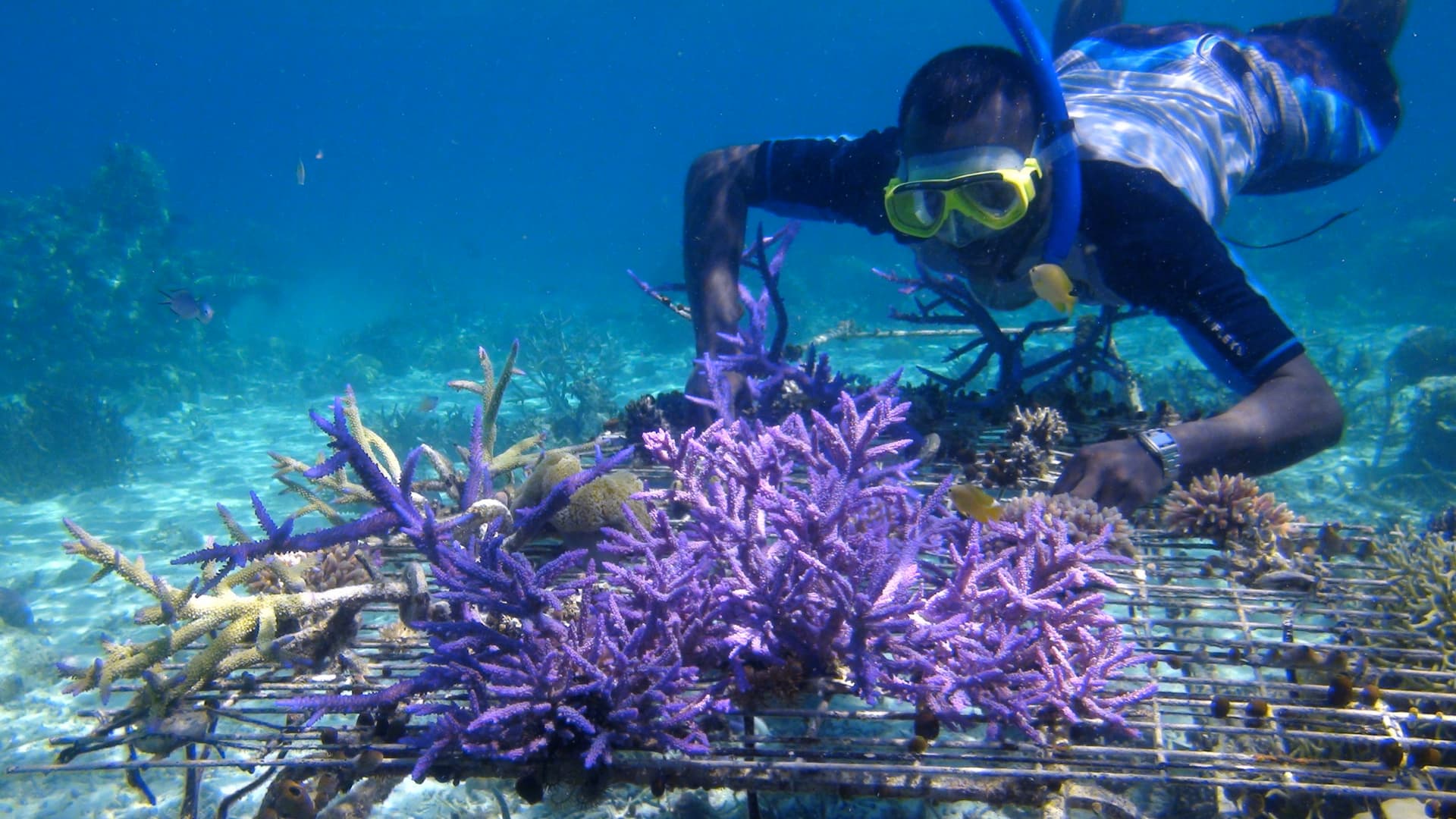 Conservation group builds artificial reef in Coral Triangle rubble fields