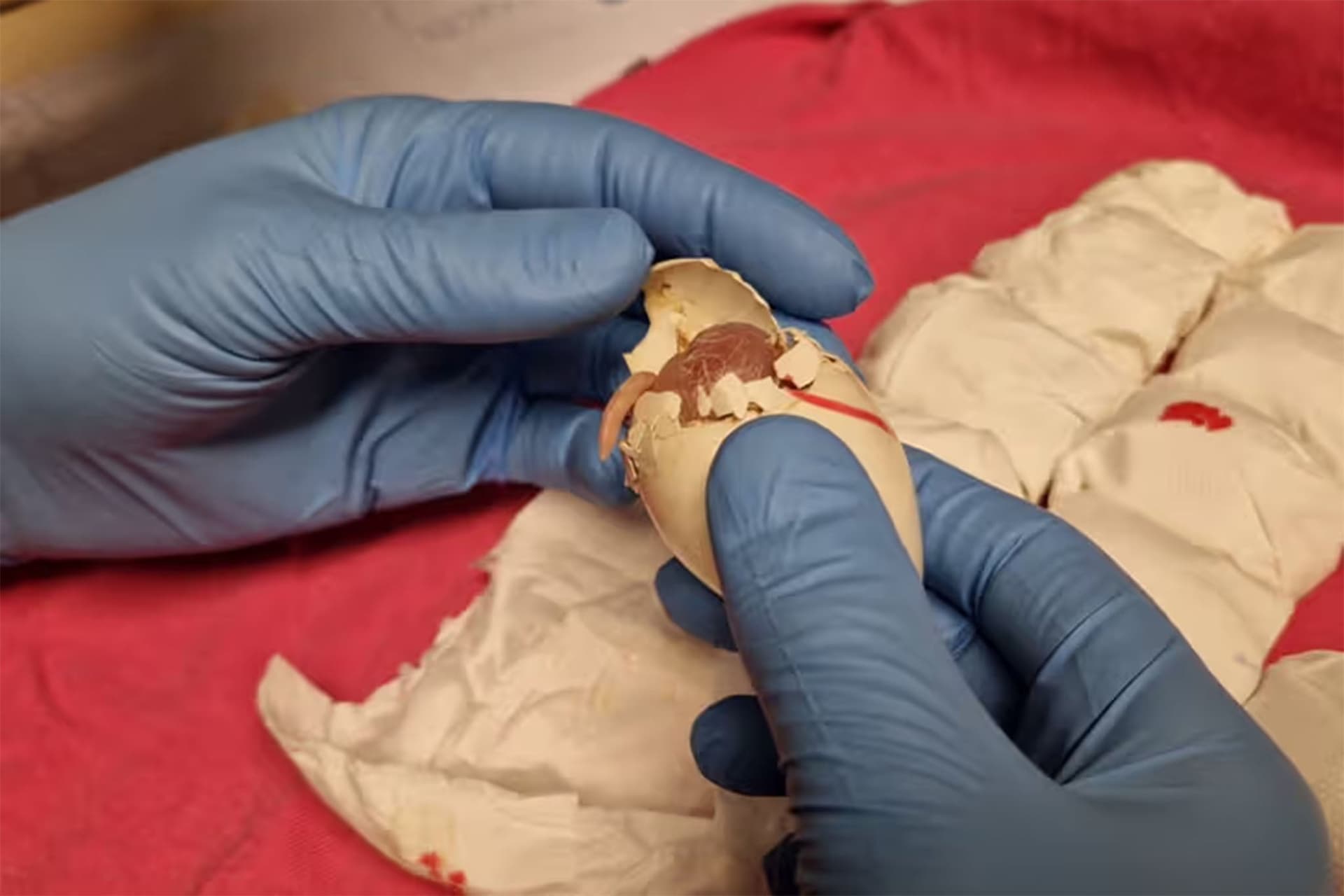 Dutch Authorities Seize 261 Parrot Eggs at Schiphol as Chick Hatches Mid-Inspection