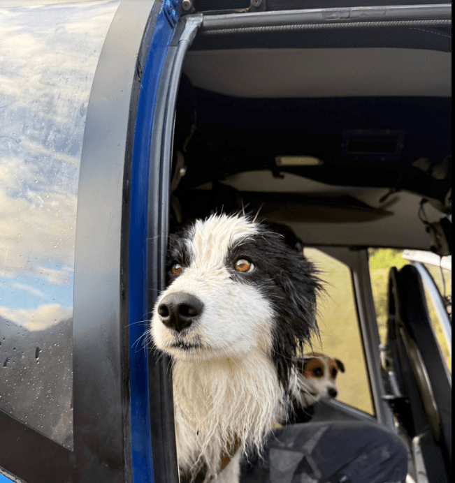 Lost Border Collie Rescued from New Zealand Alps After Week-Long Search