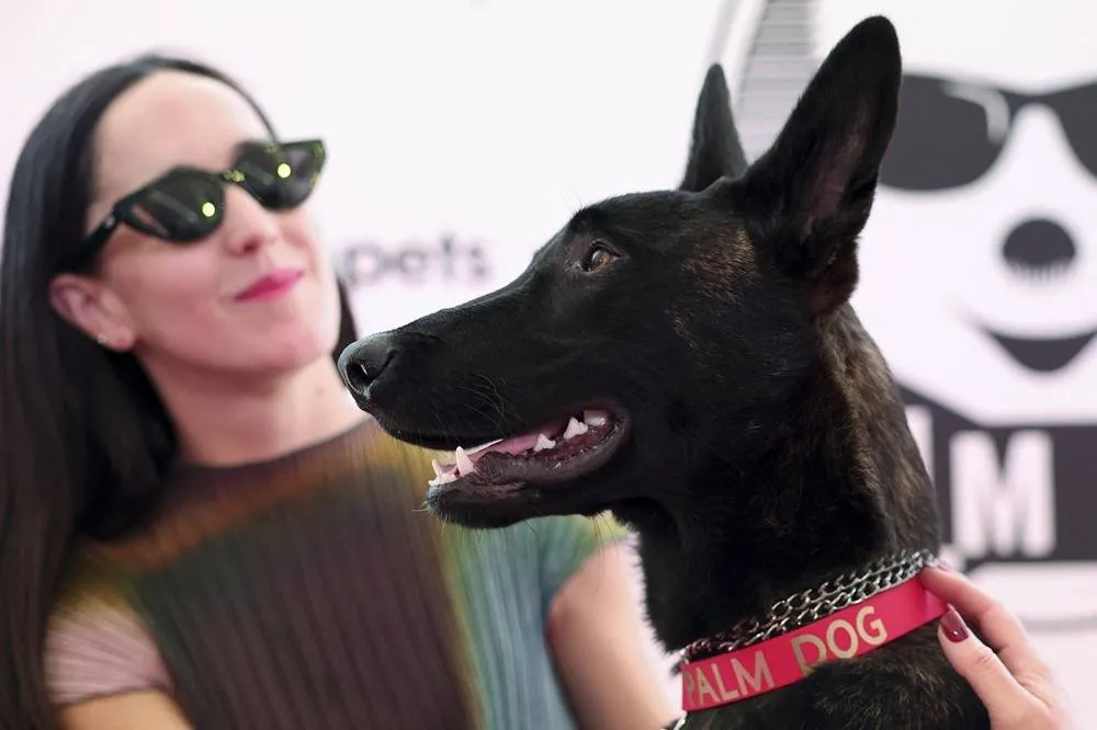 Rescue dog Yuri wins Cannes’ Palm Dog for Chilean drama