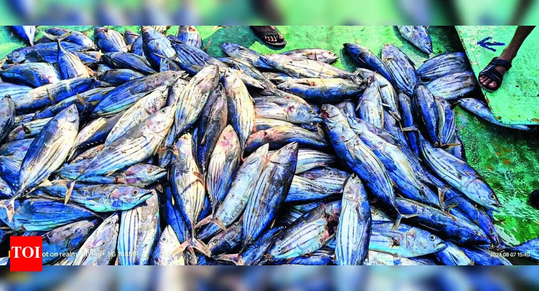 Bumper Skipjack Landing at Kasimedu, Fishers Face Price Collapse