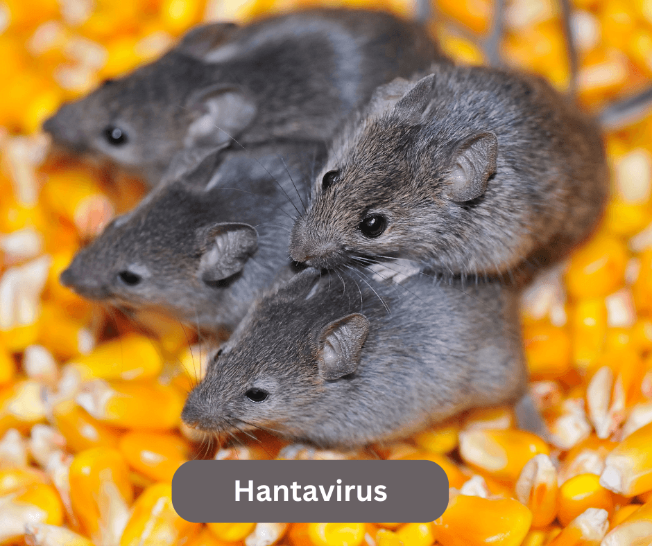 Hantavirus warning grows after Arizona photojournalist's near-fatal infection