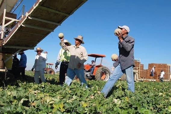 Yuma workers harvest fragile watermelons, fueling key farm economy