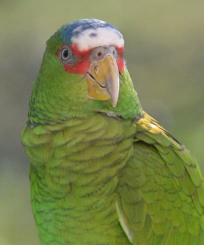 Belize program allows long-term keepers to register formerly wild-caught parrots