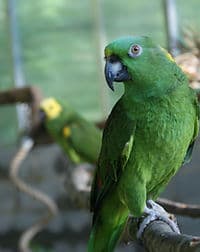 Central Virginia’s Project Perry earns GFAS accreditation, updates parrot refuge