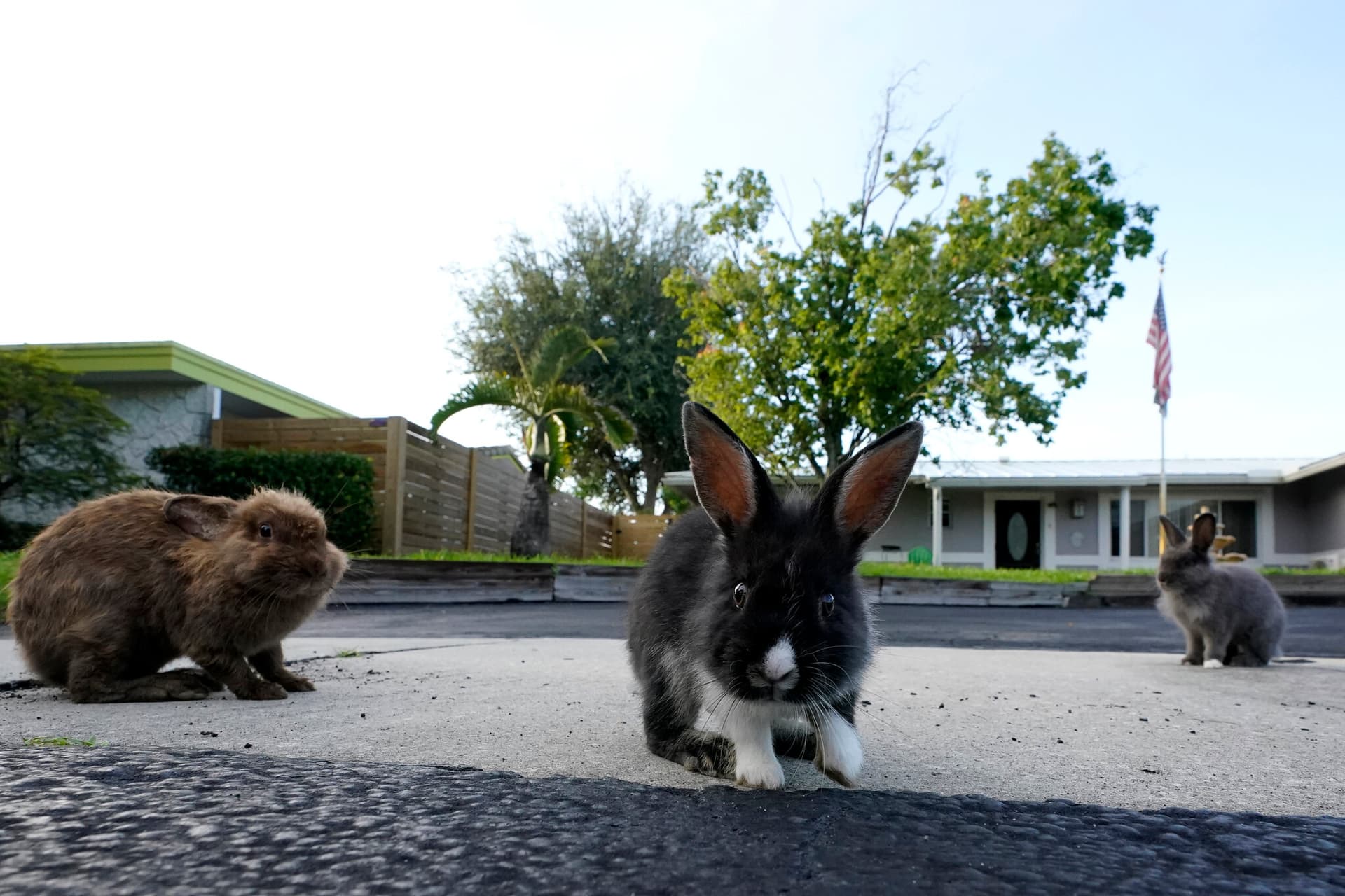 Wilton Manors rabbit colony grows, frustrates Jenada Isle neighbors