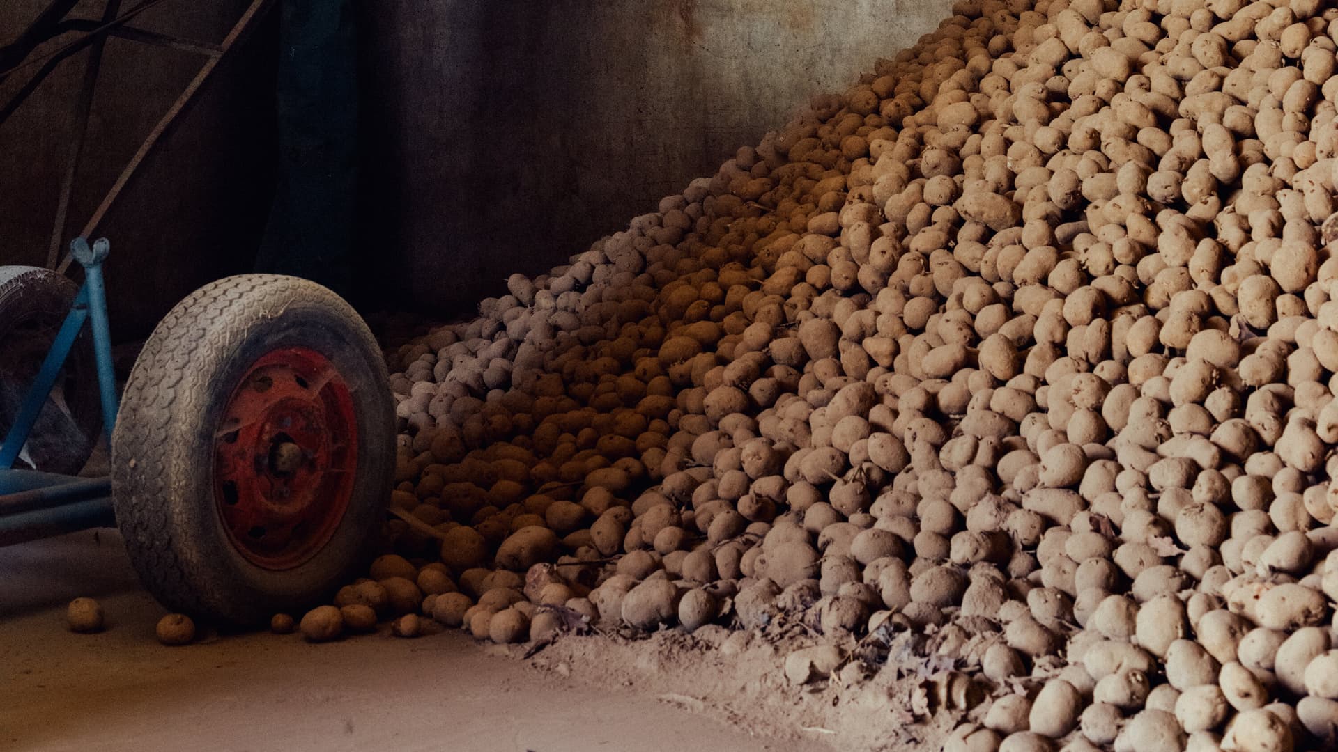 Belgium's record potato harvest meets tariff-hit frozen fry exports