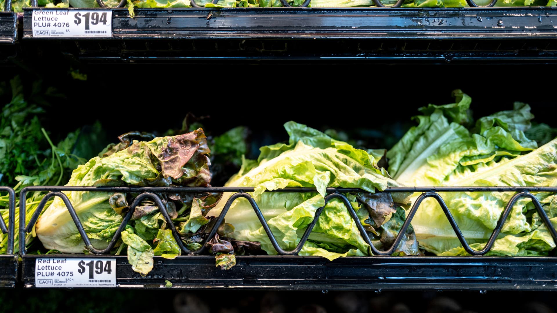Michigan parasite outbreak linked to lettuce as cases rise above 2,600