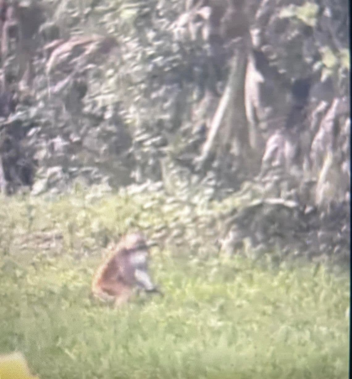 Longwood woman spots monkey in backyard, warns neighbors to stay away