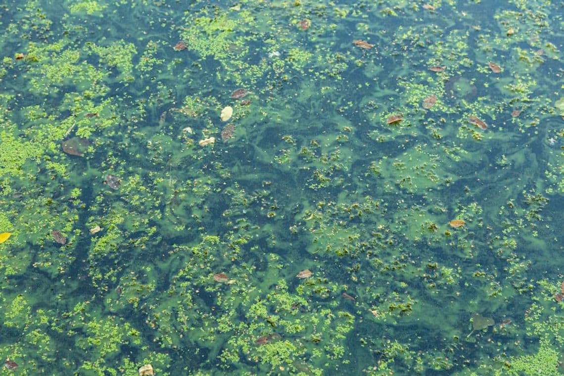 Health alert issued after toxic algae found in Lake Monroe