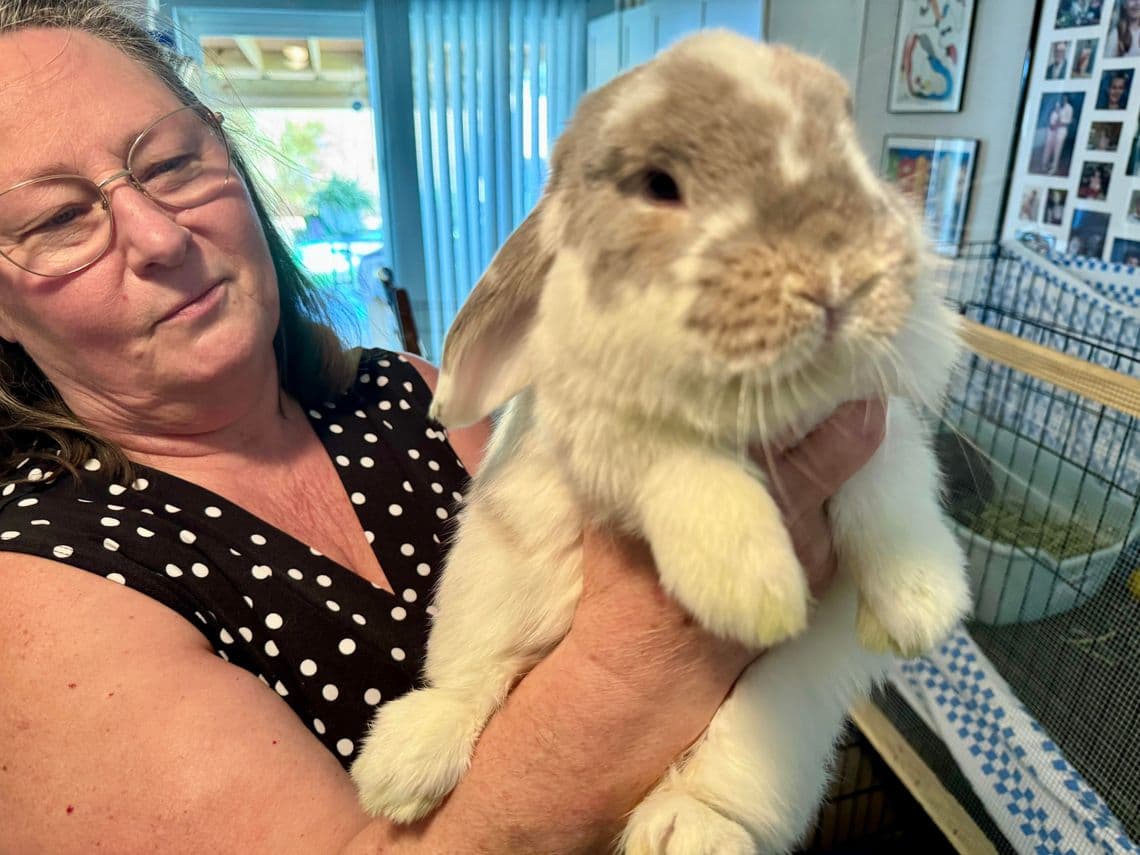 Deltona Rescue Fights Abandonment, Seeks More Local Support for Rabbits