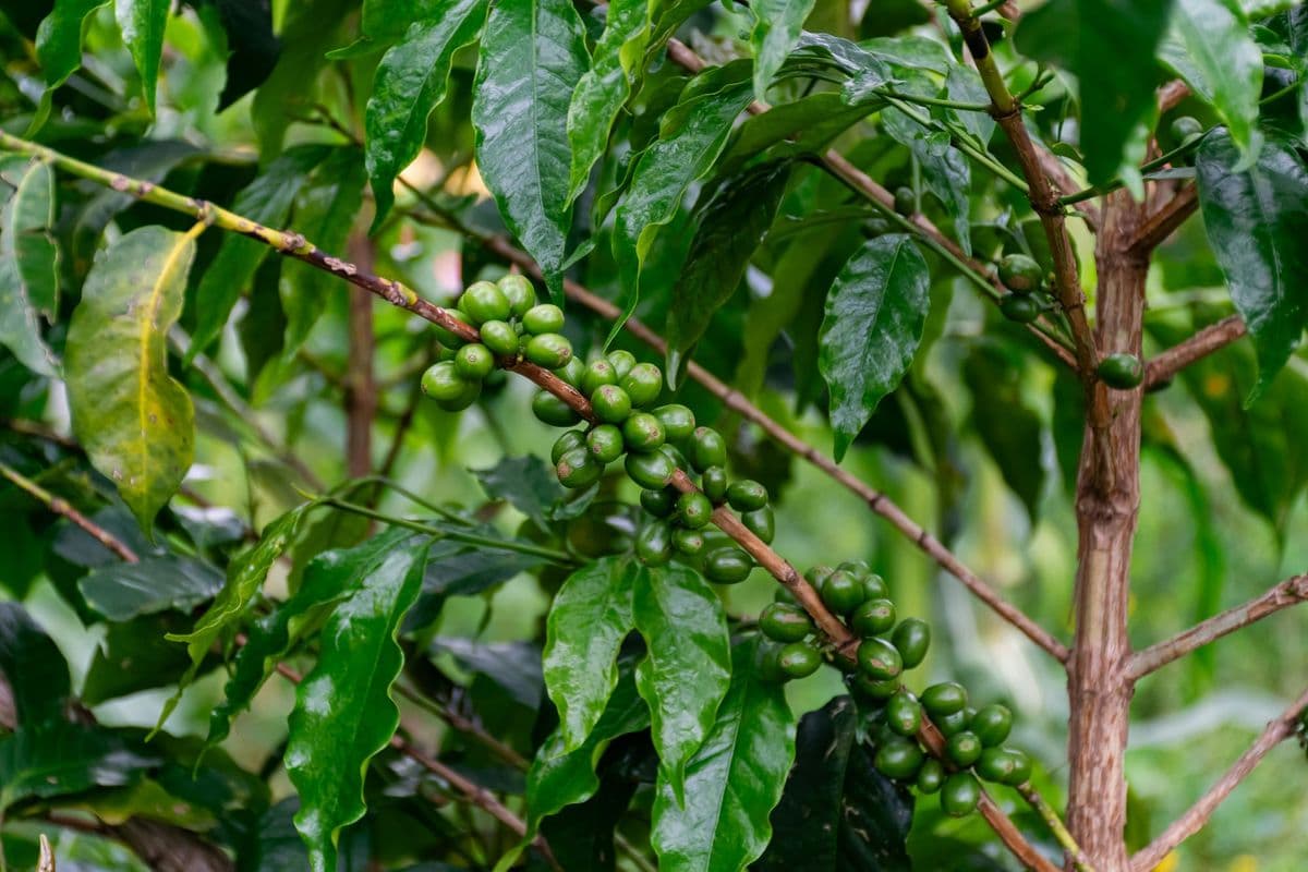 Acumen backs Uganda specialty coffee push as exports hit record highs