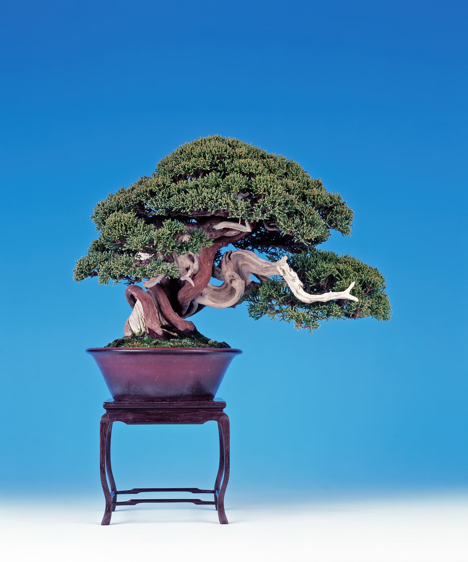 How the right display table transforms your bonsai’s story