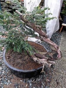 Bonsai Today April 2026 Issue Arrives, Featuring Jeker's Yew Analysis