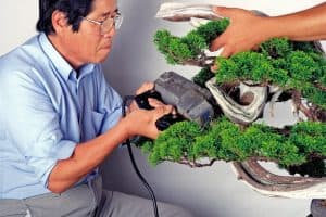Masahiko Kimura transforms a special juniper in bonsai feature