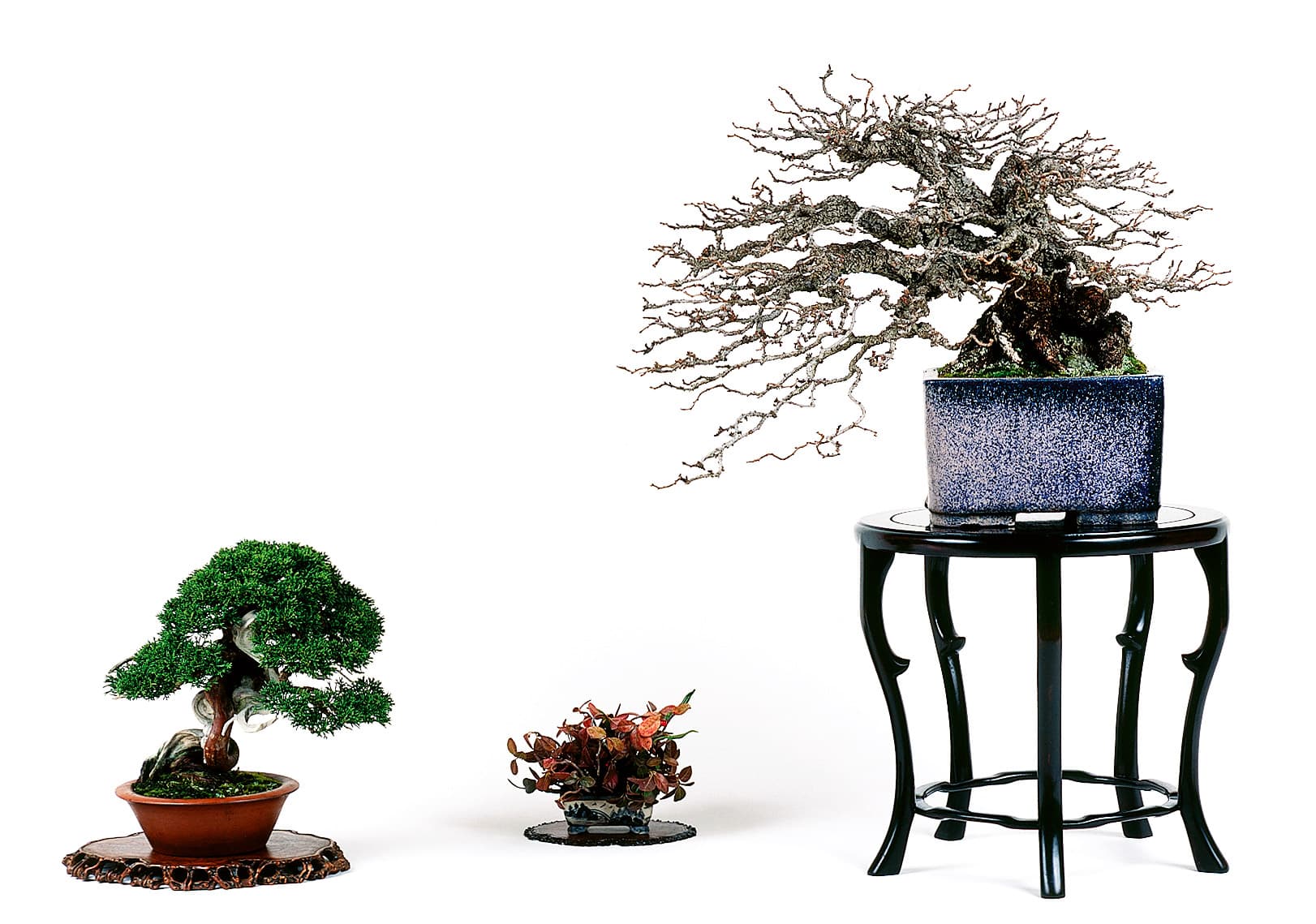 Japan's Sakkafu-ten puts bonsai caretakers in the spotlight