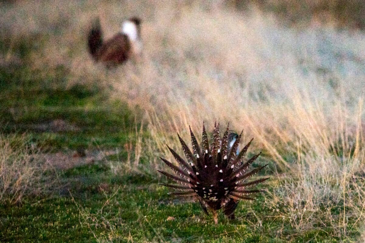 BLM Reopens Greenlink North Environmental Review Over Sage-Grouse Protections