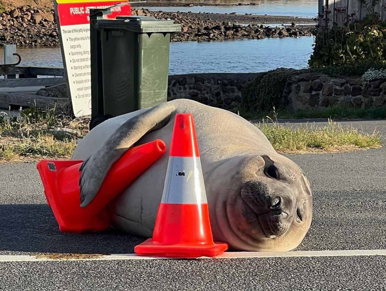 Tasmania warns viral elephant seal Neil could be loved to death