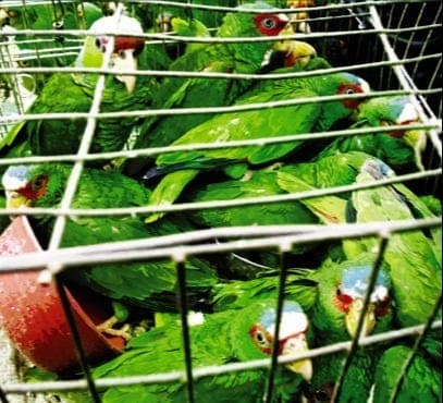 US authorities return 11 white-fronted parrots to Mexico after border seizure