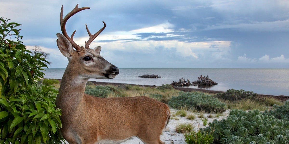 College of the Florida Keys Training Project Sparks Local Opposition