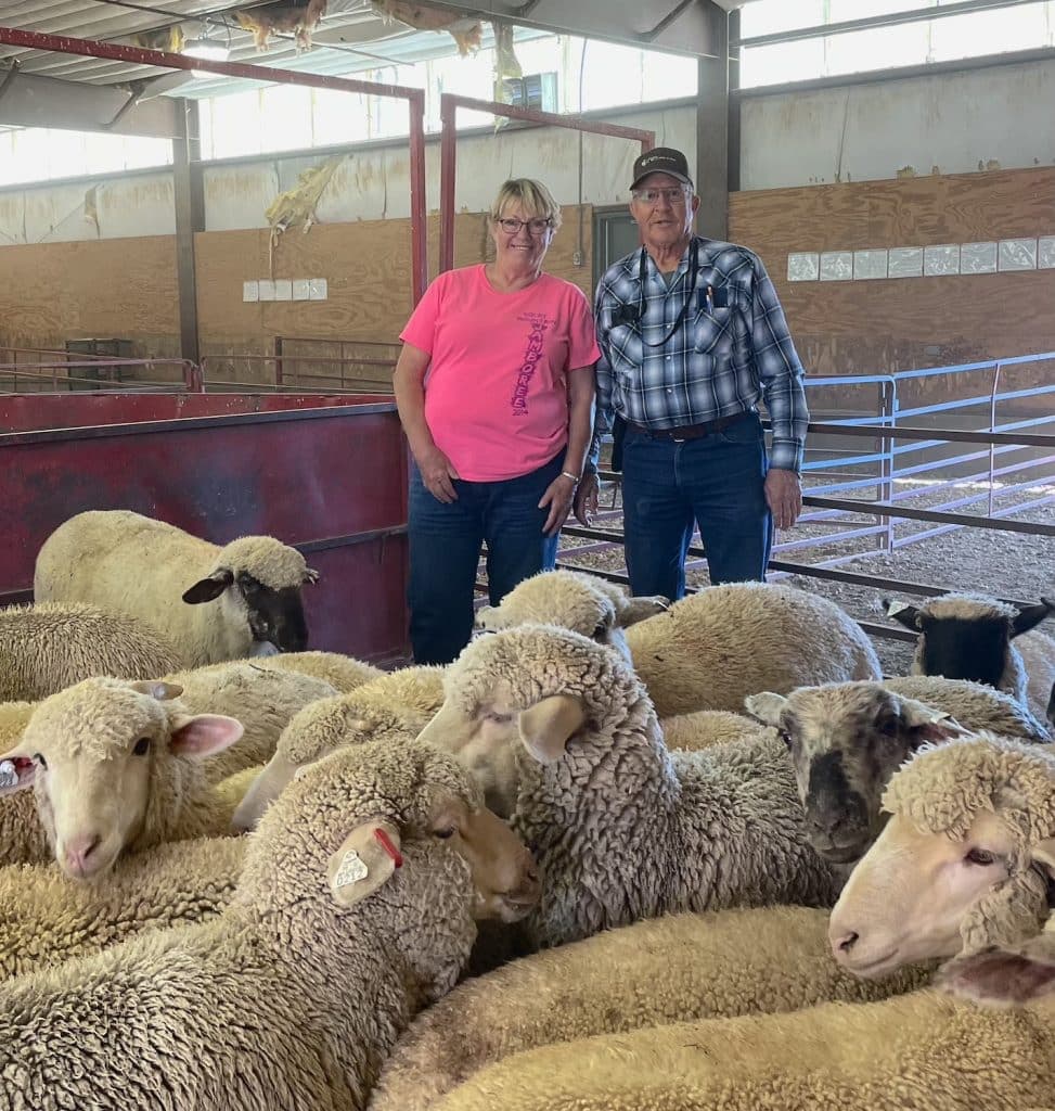 UW Extension Offers Free Two-Part Lambing Webinar Series in March