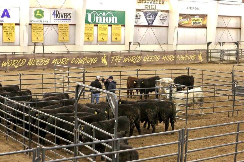 UW High Altitude Bull Test Field Day and Sale Set for March 28
