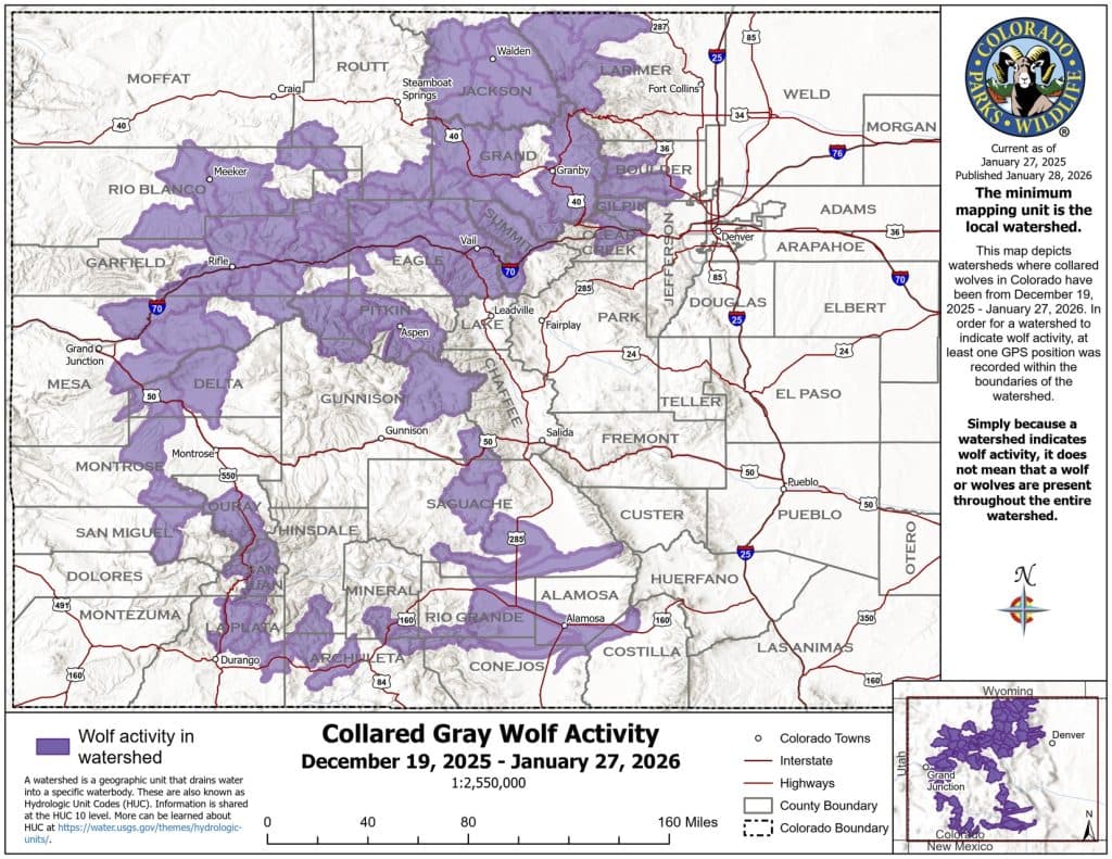 January Wolf Movements Show Territorial Shifts and Wide Exploration in Southwest Colorado