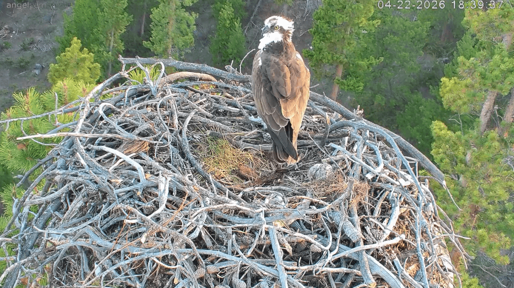 Grand Lake osprey pair lays second egg on livestream cam