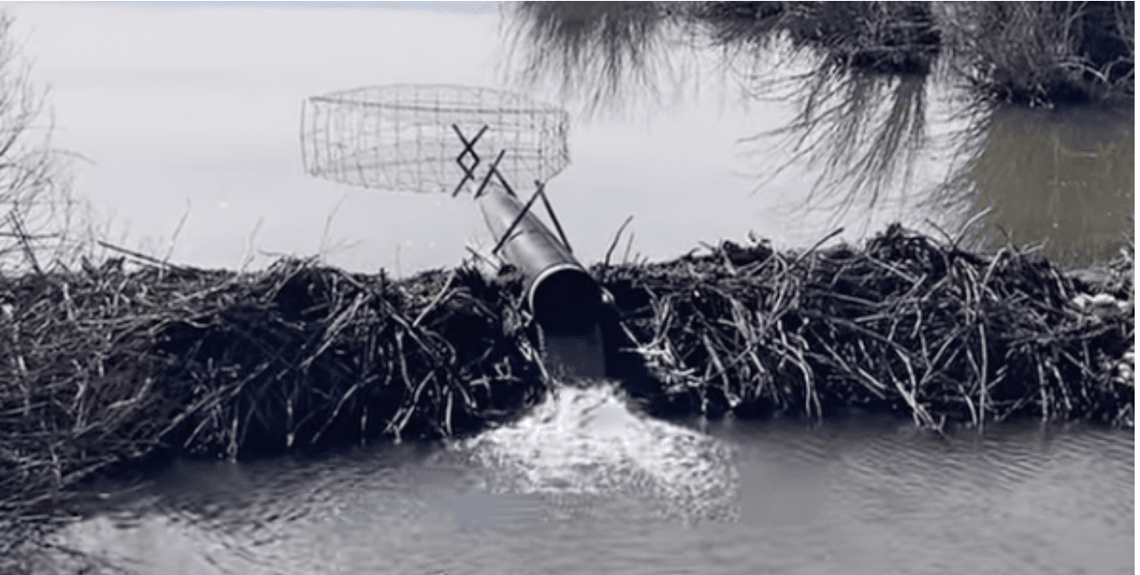 Fraser installs Beaver Deceivers to protect trail and river access
