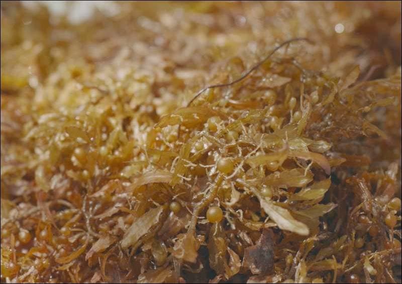 Belize turns invasive sargassum into sustainable textile fiber