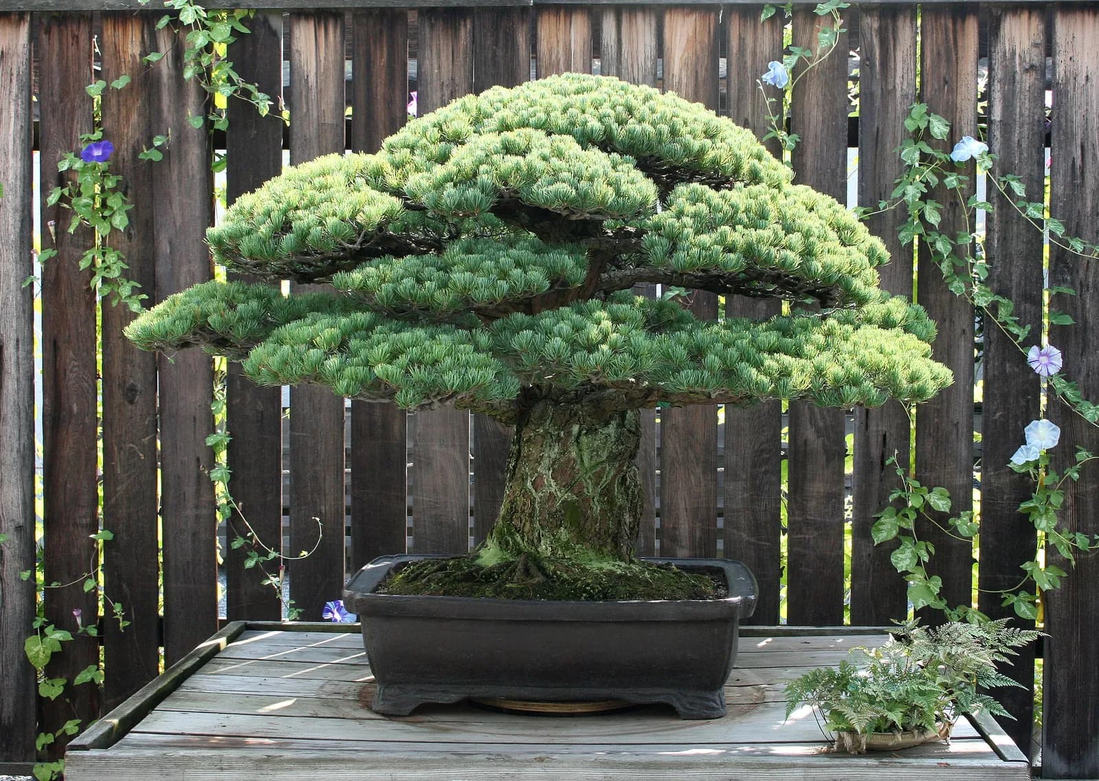 400-Year-Old Bonsai Survived Hiroshima Blast, Symbol of Peace and Resilience