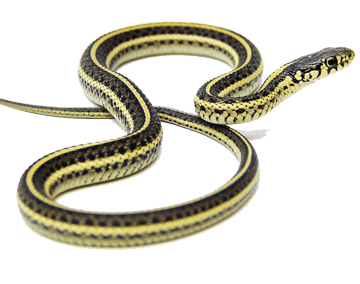 How to keep snakes away from yards and gardens this summer