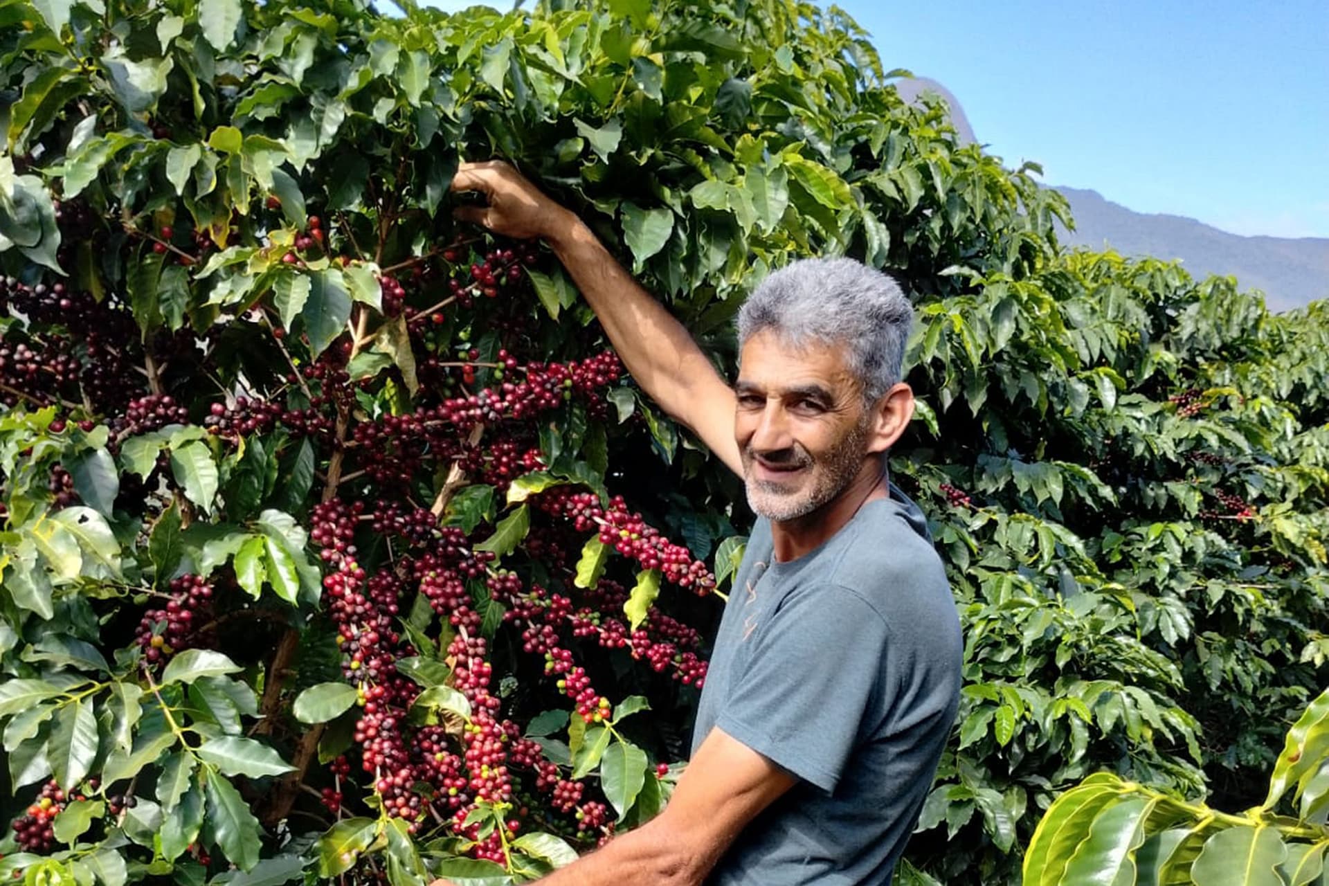 Brazil's CONAB unveils Plataforma Parque Cafeeiro to certify zero-deforestation coffee for EU