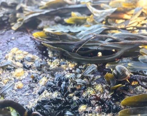 Family tidepooling program set for Reid State Park in Georgetown