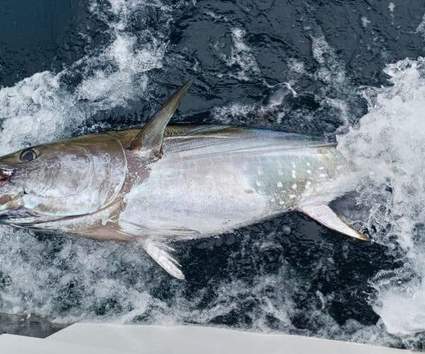 Irish Angling Update: Bluefin in Donegal Bay, West Cork; Tuna CHART Tagging