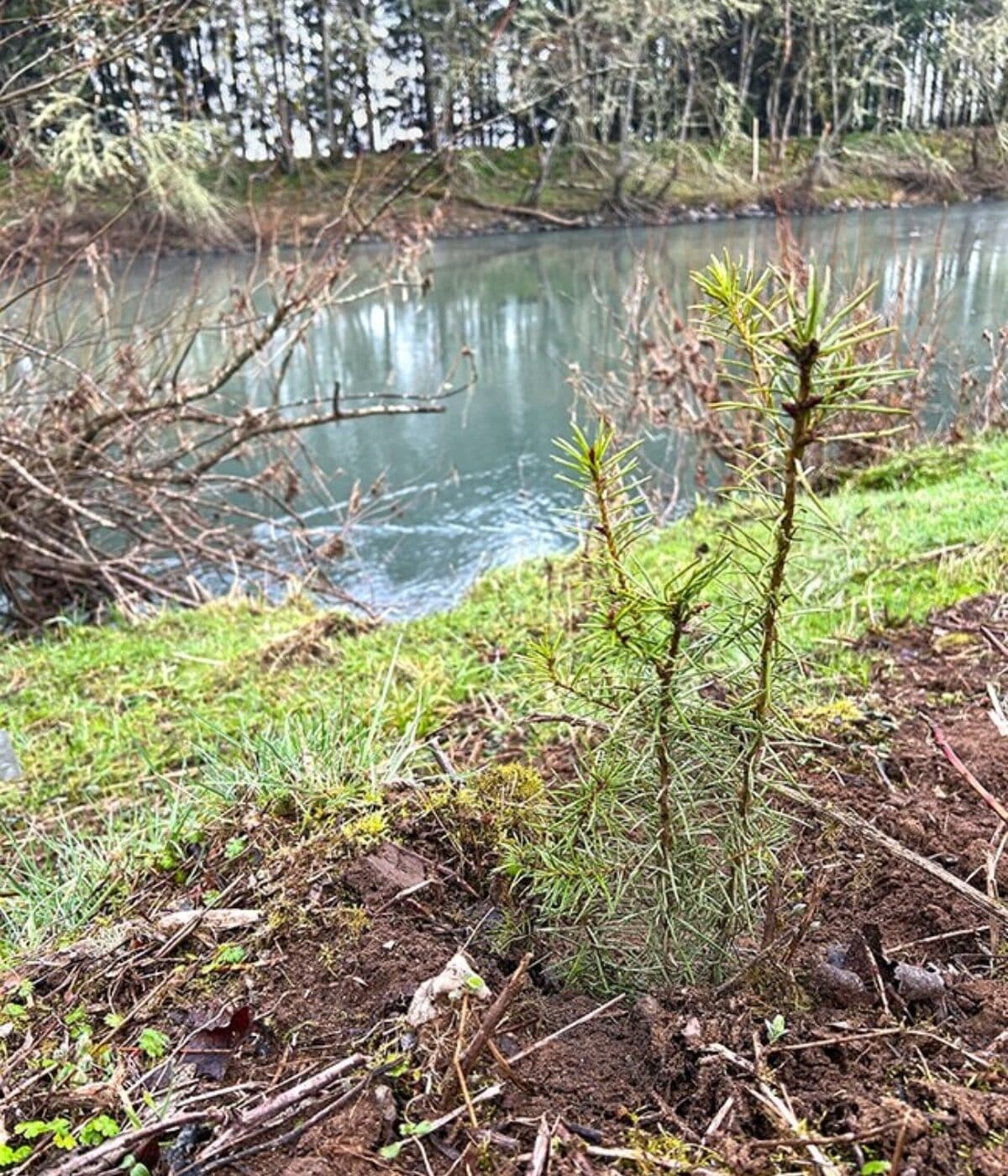 Eugene volunteers plant native trees along Willamette on MLK Day
